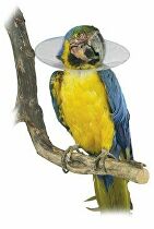 Límec ochranný plastový Bird Collar pro ptáky 14cm